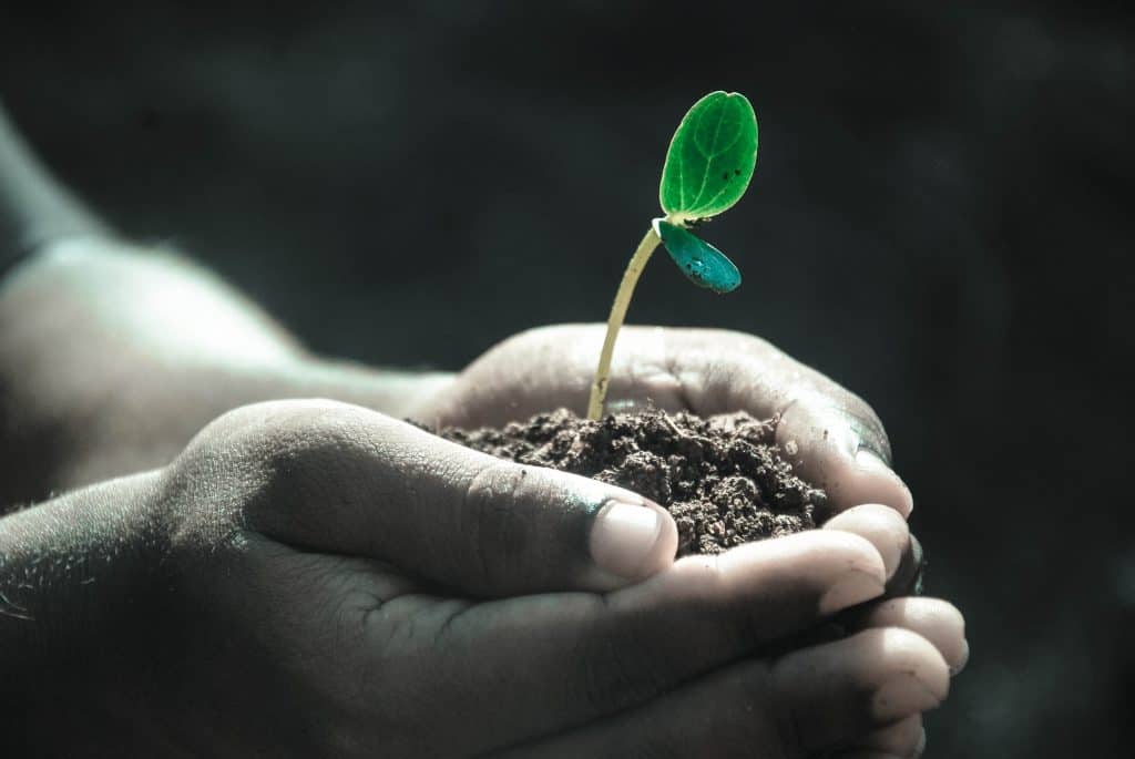 Hands Planting Seedlings