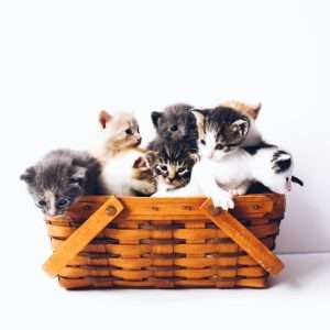 A basket of kittens